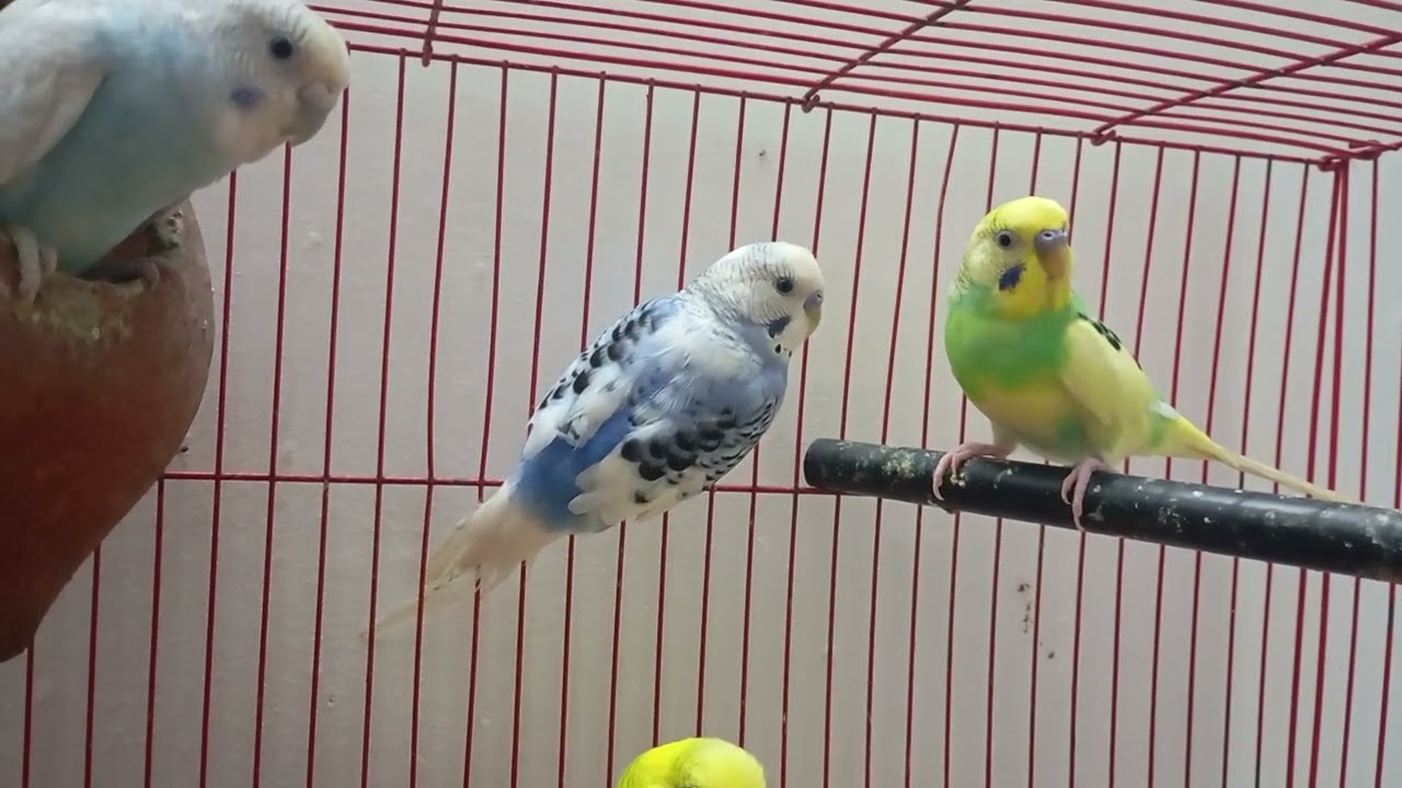2 Feb, Budgies play time in my home colony. Beautiful lovebirds.Happy world. #ourcool #birdsound