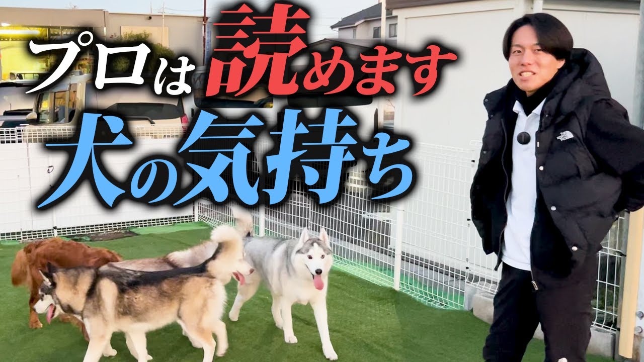 【現場で解説】ドッグランでの犬同士の感情とサインを警察犬ドッグトレーナーが全部読み解く
