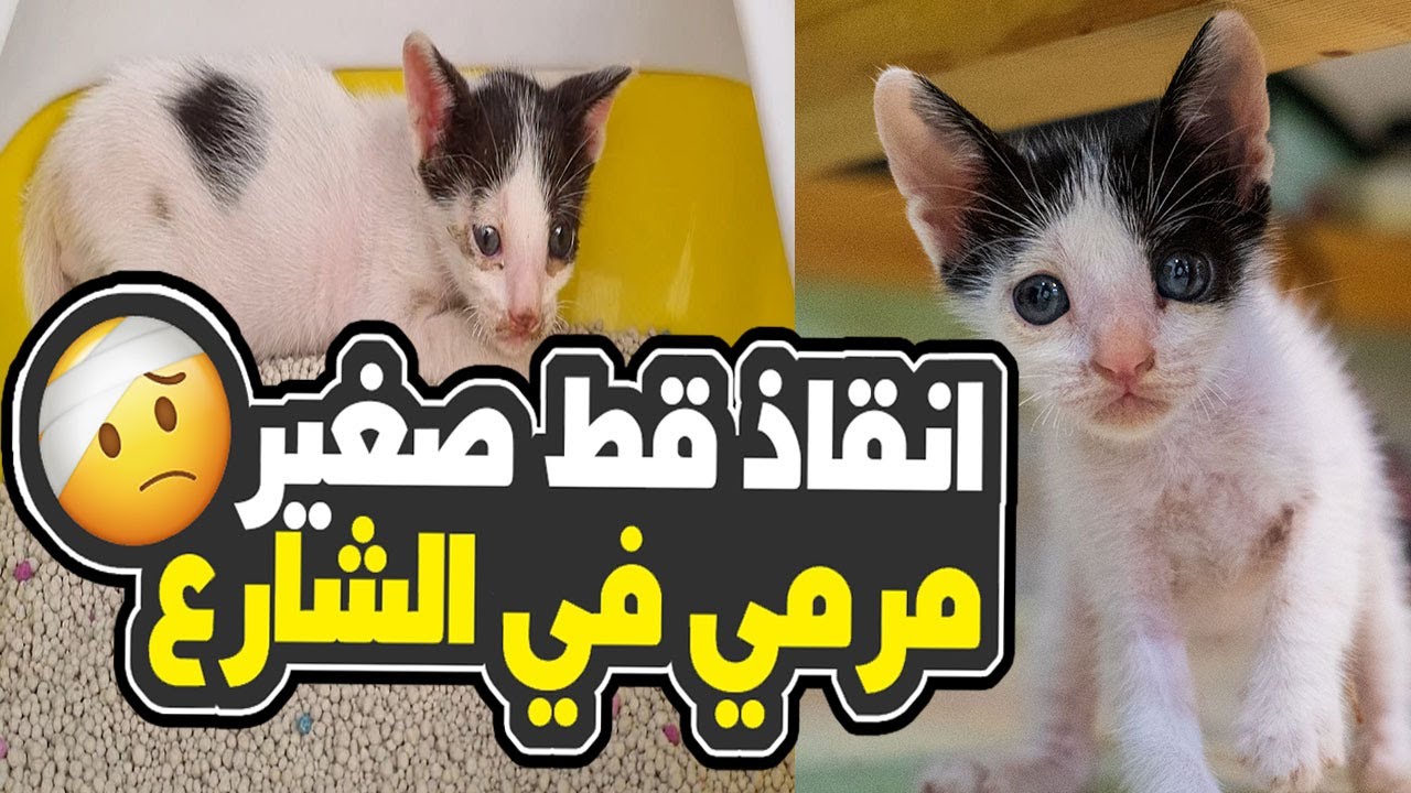 انقاذ قط صغير مرمي في الشارع