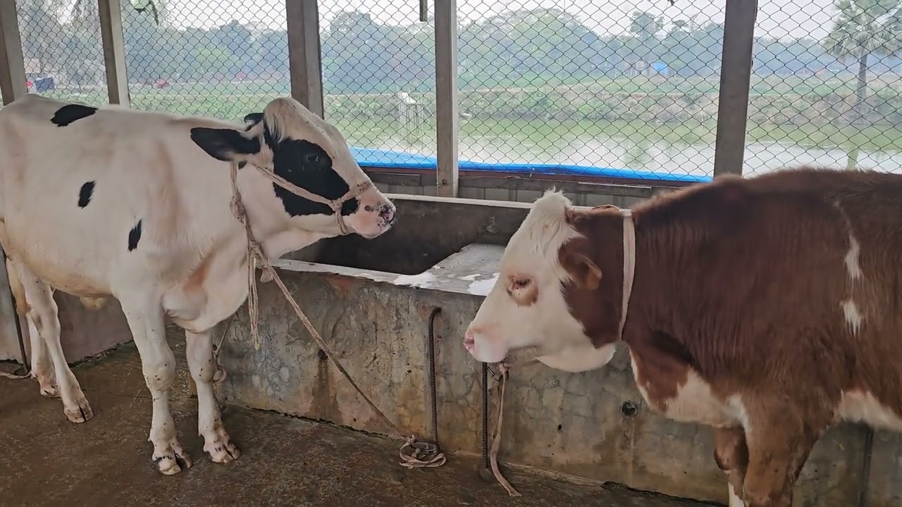 ৫৪-আলহামদুলিল্লাহ গরু কে দুপুর বেলার দানাদার খাবার দেওয়া হচ্ছে!#cowfarming #cow #bull #farmer 