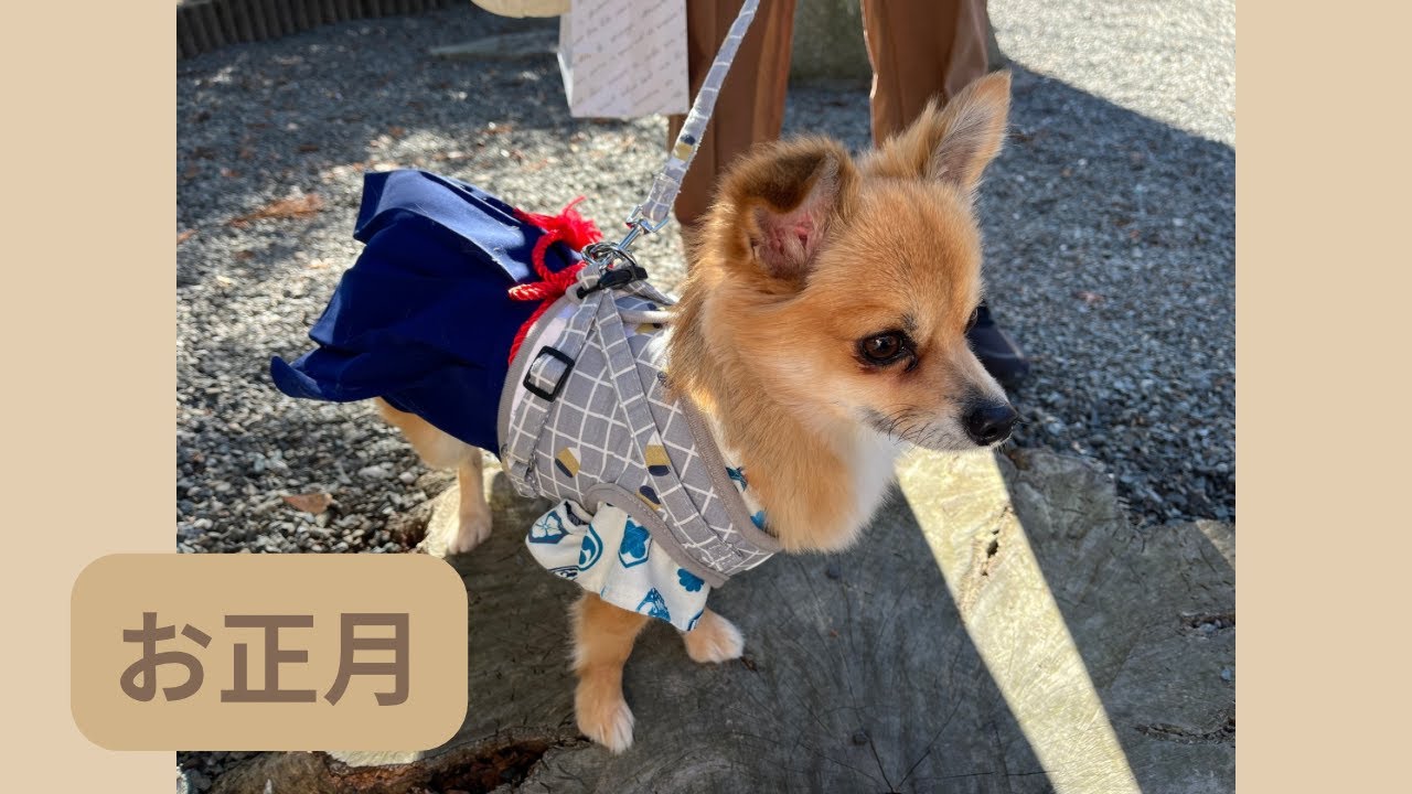 お正月🎍