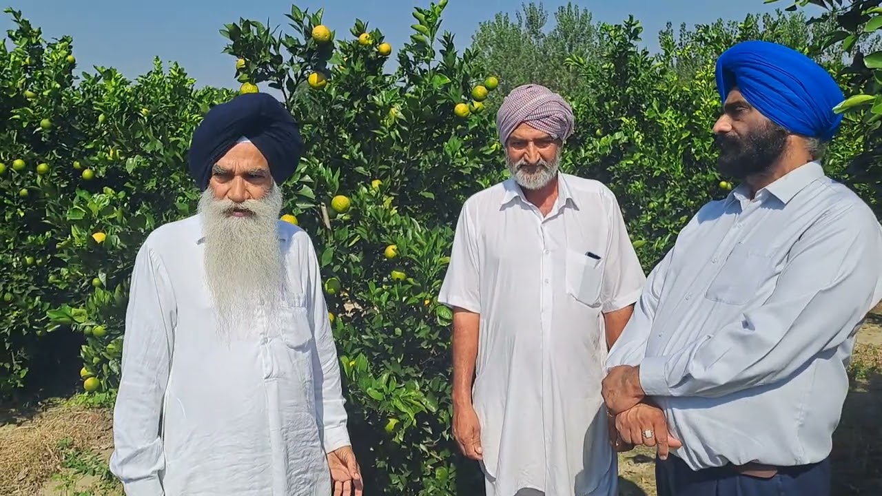 BEST SWEET ORANGE ORCHID IN HOSHIARPUR