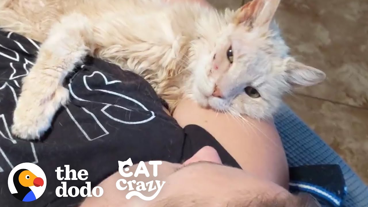 Cat Left On The Street By His Owners Won't Stop Kissing His New Mom On Her Nose | The Dodo Cat Crazy