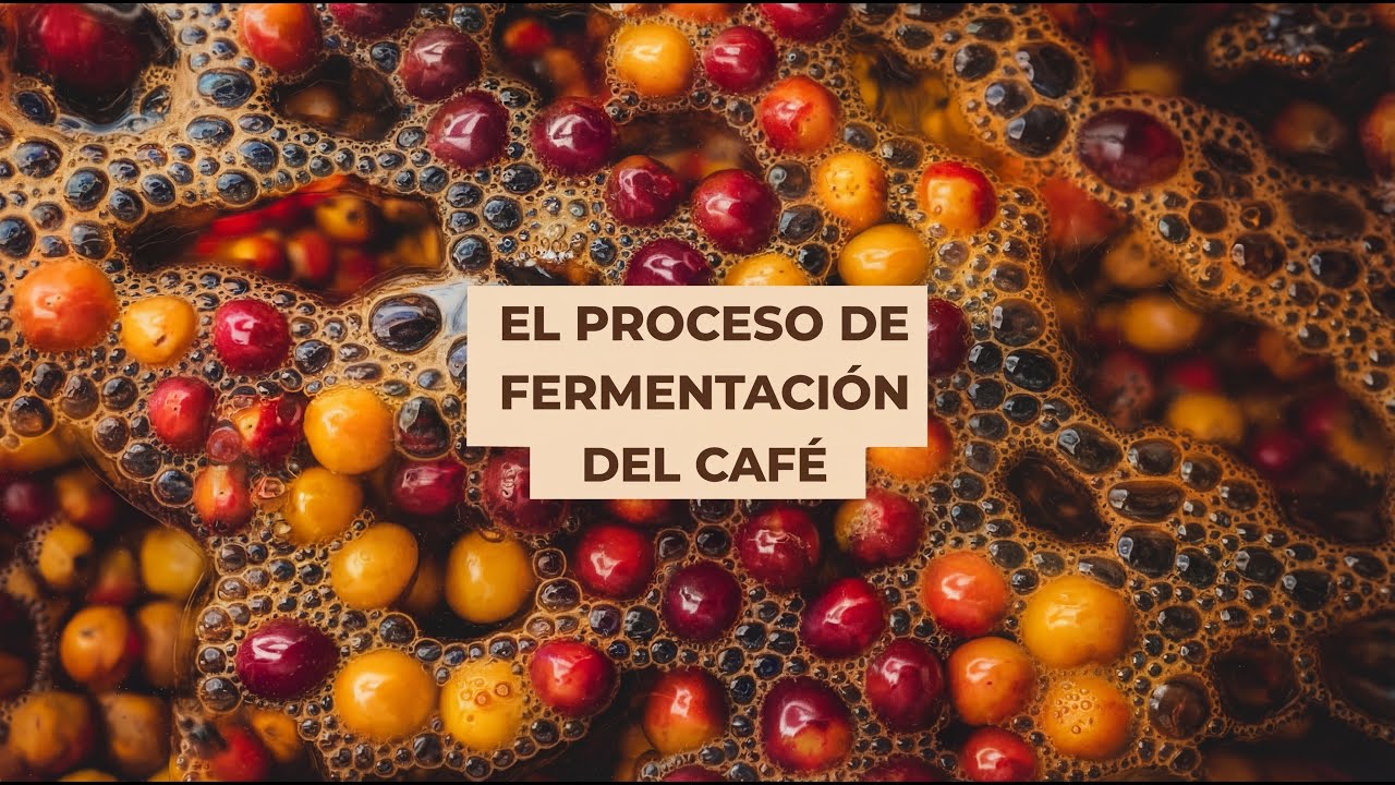 Fermentación del Café Explicada - Aeróbica y Anaeróbica