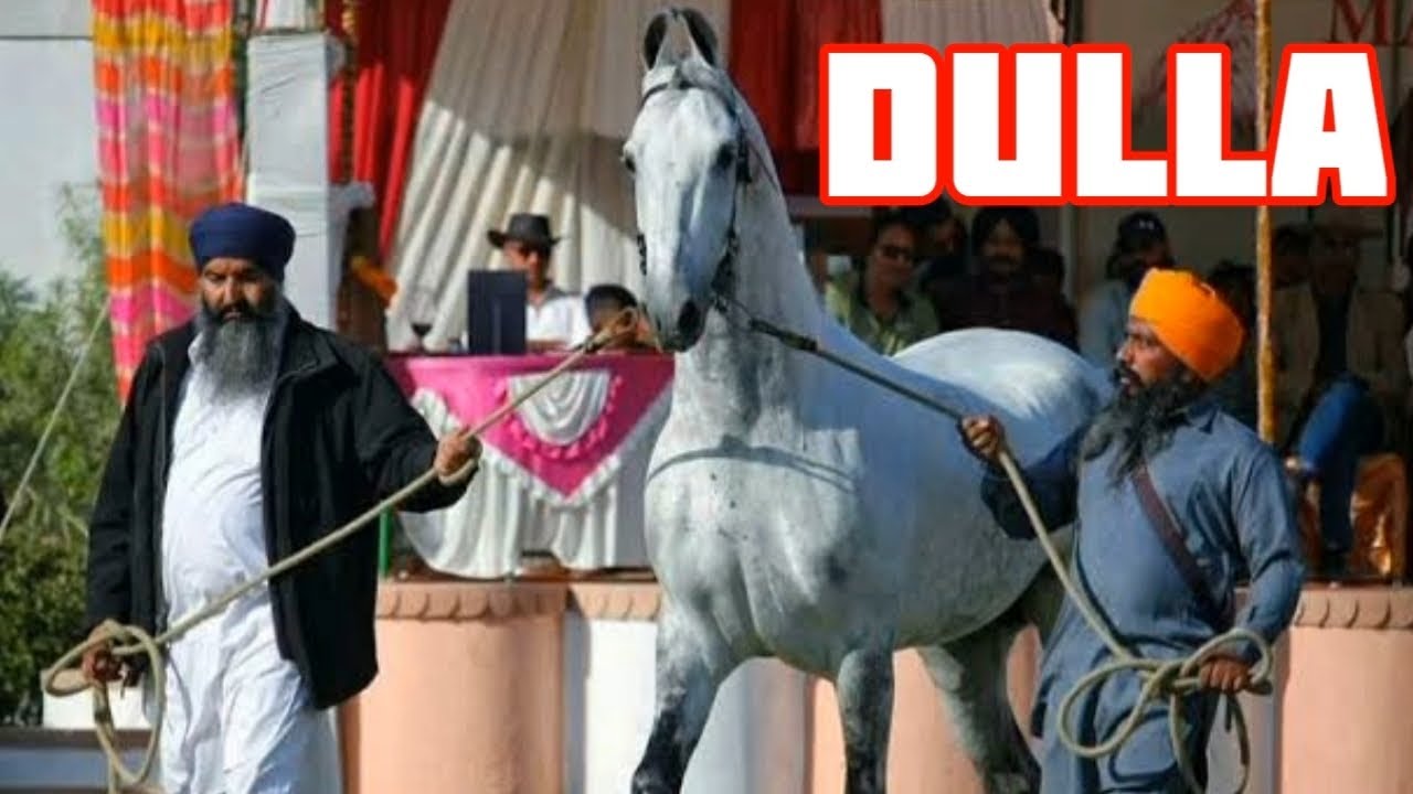 Stallion Dulla Majhuke Marwari Horse
