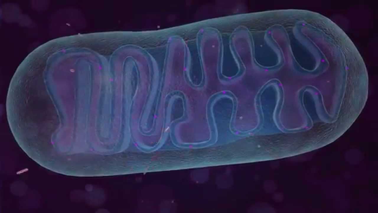 Pegasus Laser Therapy Medical Animation