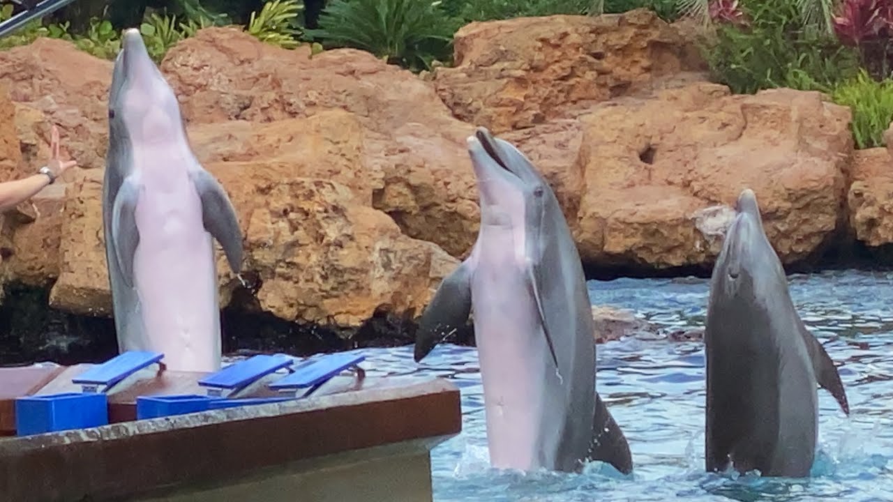 Dolphin Presentation (Dolphin Days is being redone)