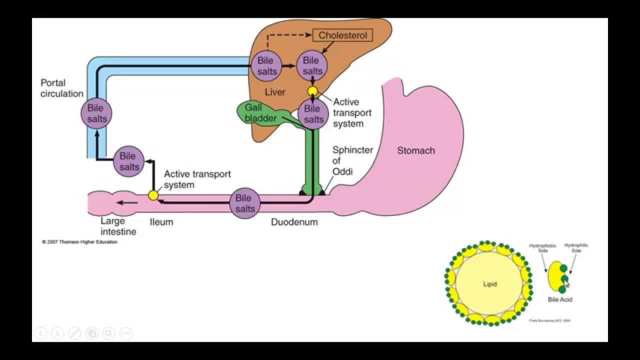 pancreas