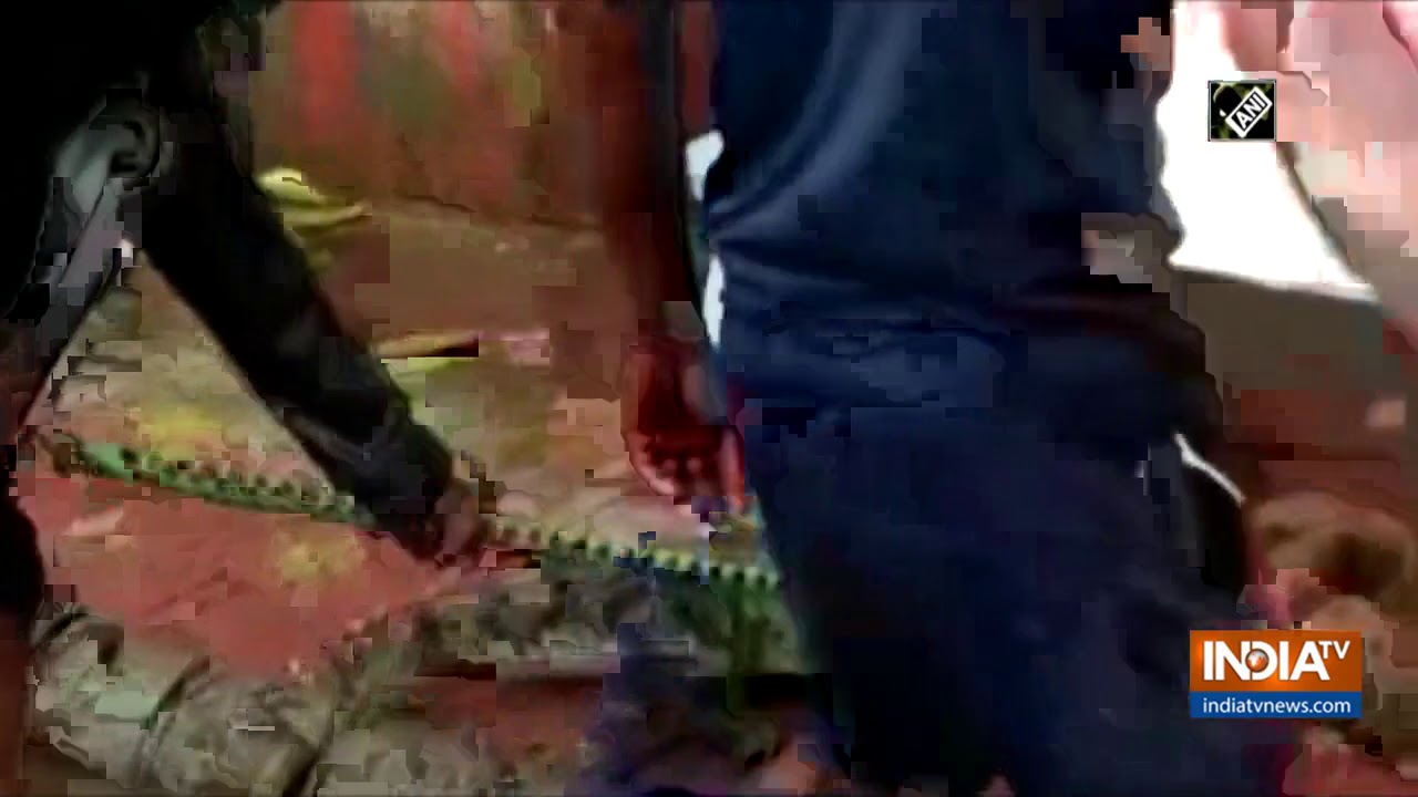 Watch: Baby crocodile rescued in Vadodara