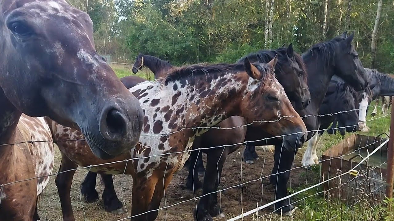 ЛОШАДИ В БЕЛОРУССИИ/В ГОСТЯХ У СТОЛЯРСКОГО А.В.
