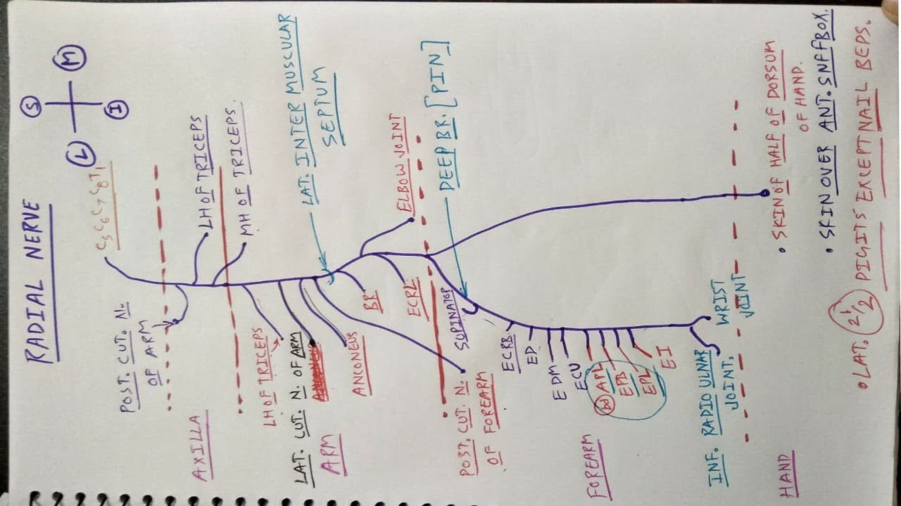 How to draw Radial Nerve | Part 1 | Triceps brachii, Extensor Compartment of Forearm | Chart | TCML