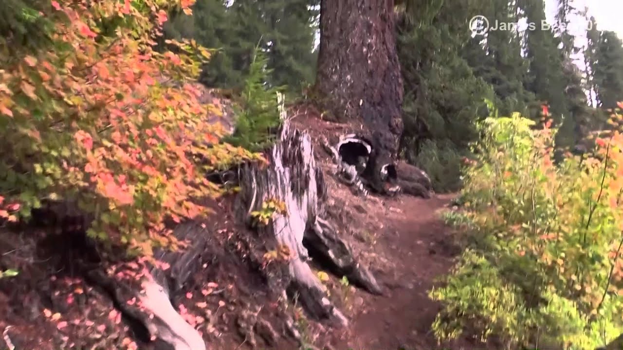 Walk in an Old Growth Forest, 1 hour -Lake, Lava Rock -Actual Audio