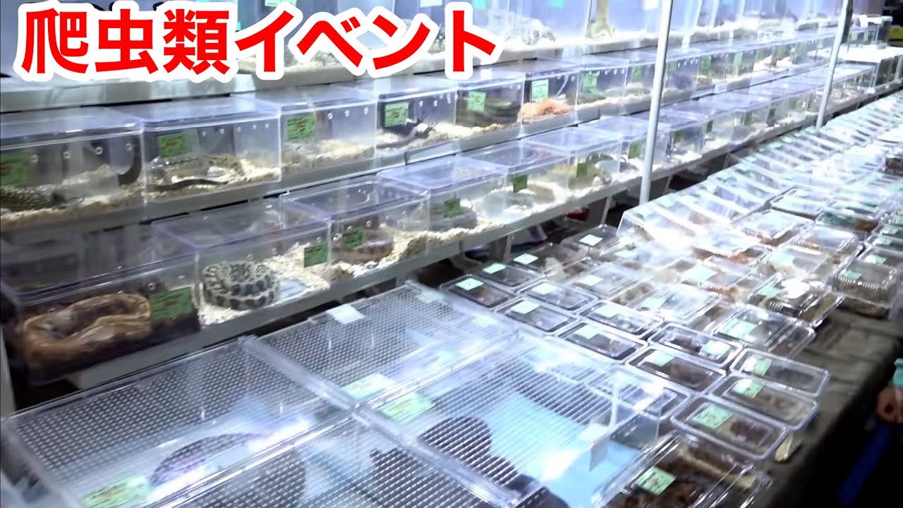 数万匹の生き物が集まる西日本最大級の爬虫類イベントが楽し過ぎた・・・！