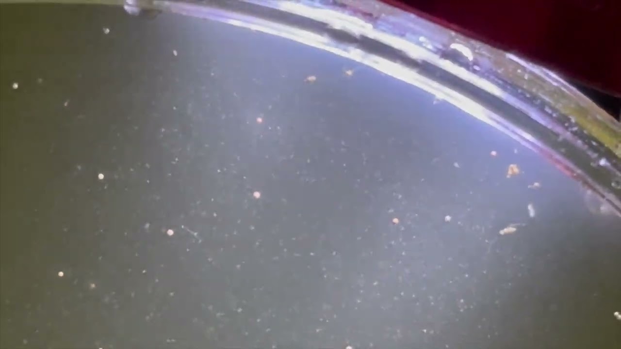 Rotifers vs copepods
