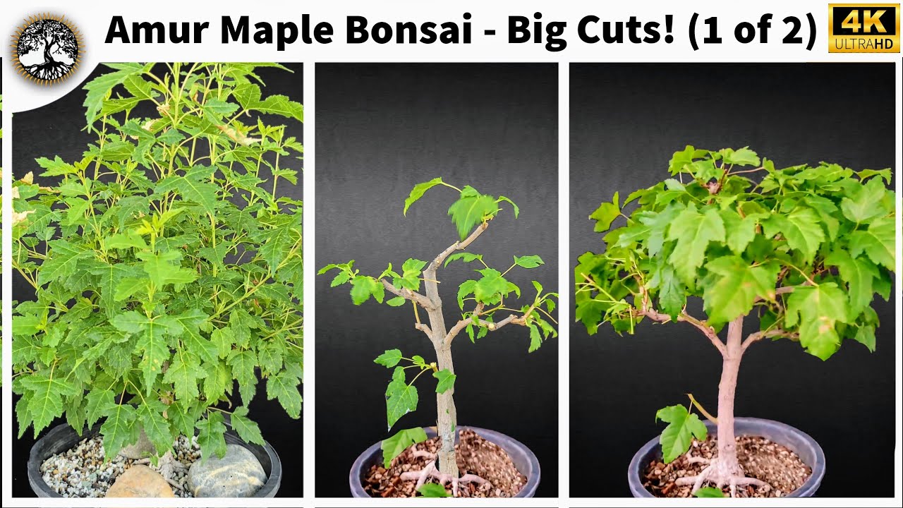 Amur Maple Bonsai - Big cuts (1 of 2)