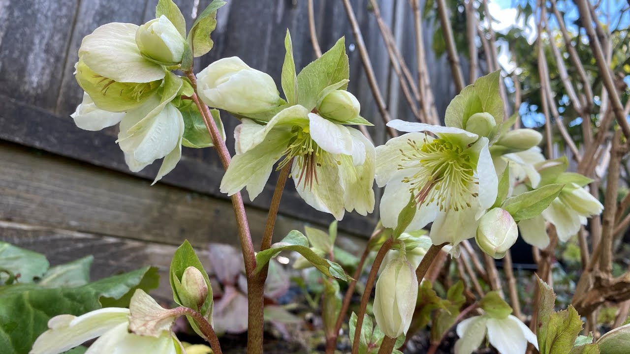 Traditional Lenten Rose And 