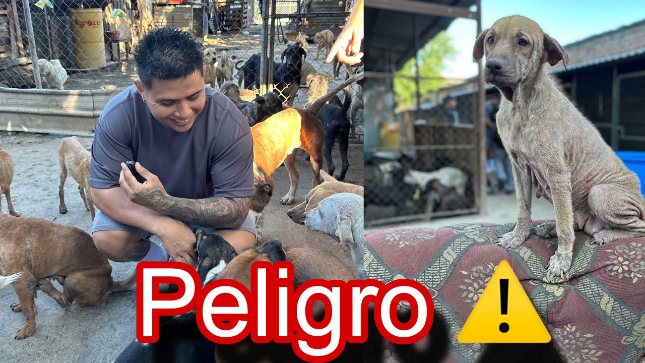Ayudado a 500 Perritos 🐶 no creerás lo que pasó 😱 en el refugio 
