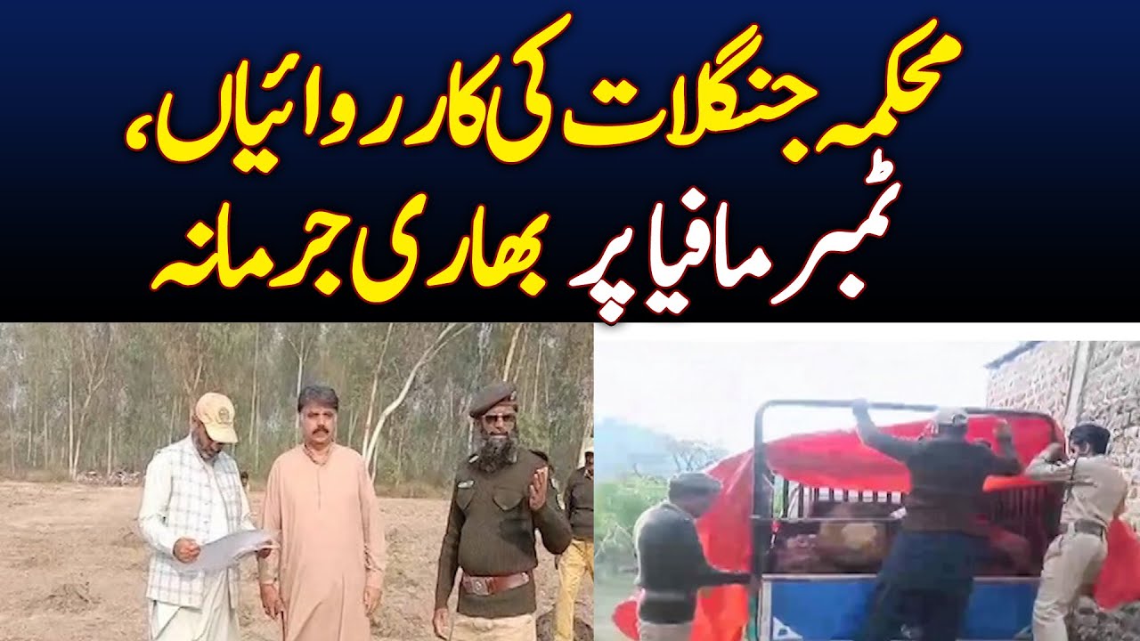 Forest Department's operations, Heavy fine on timber mafia - Aaj News
