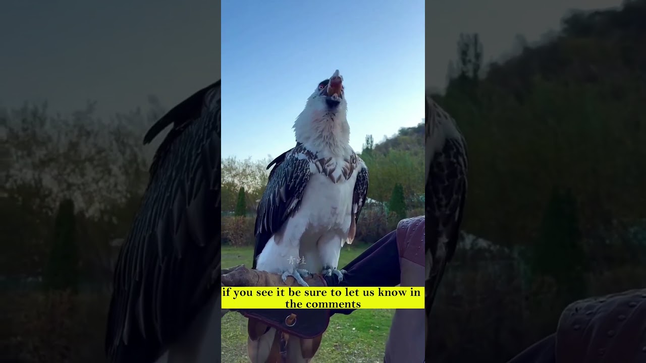 Pet Eagle Swallows Large Bone Whole | Rare Behavior Captured on Camera