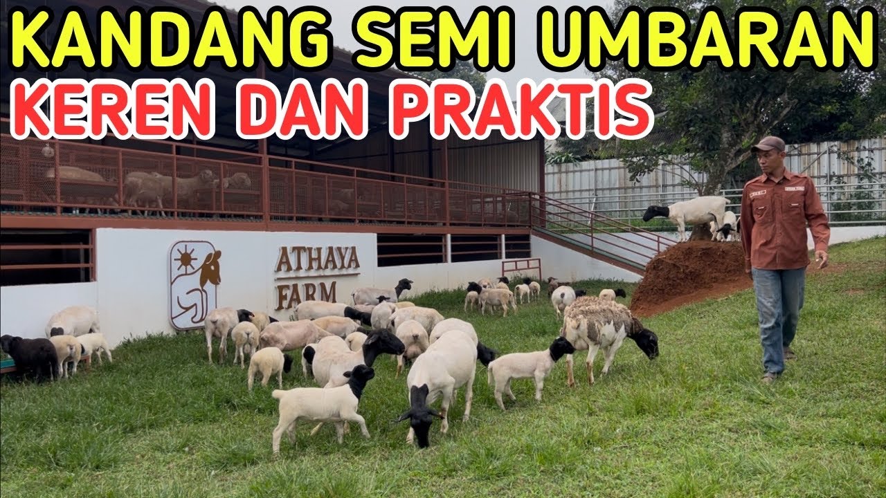 BREDING DOMBA INDUKAN DORPER KANDANG SEMI UMBARAN