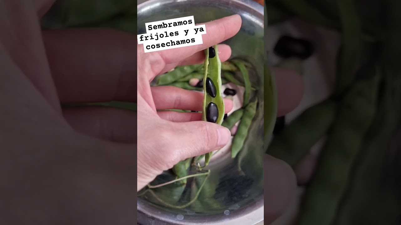Cosechando frijol negro  #Huerto #diy #vidadecampo #beans #blackbeans