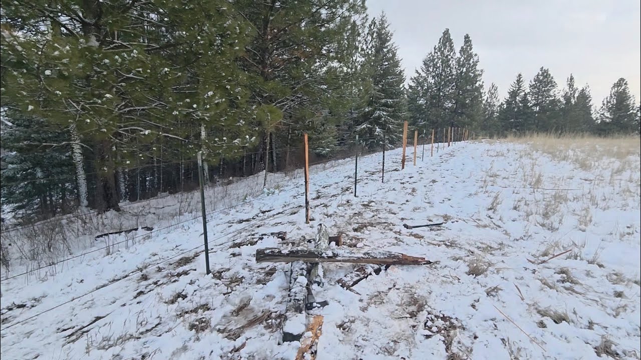 Putting on T-post, clips and cedar fence stays.