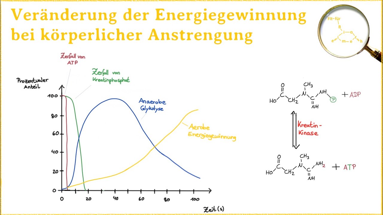 Energiegewinnung bei k&ouml;rperlicher Anstrengung