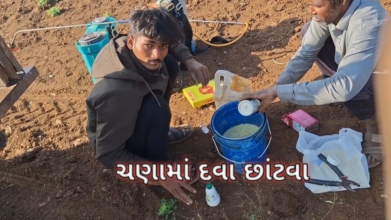 ચણામાં દવા છાંટવા #gujrativolg #volgvideo #2026 