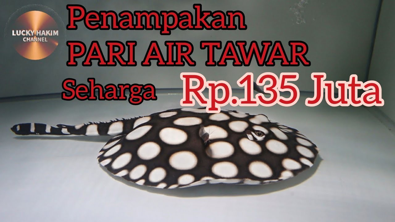 IKAN PARI 20cm Harga Rp.135 Juta #stingray