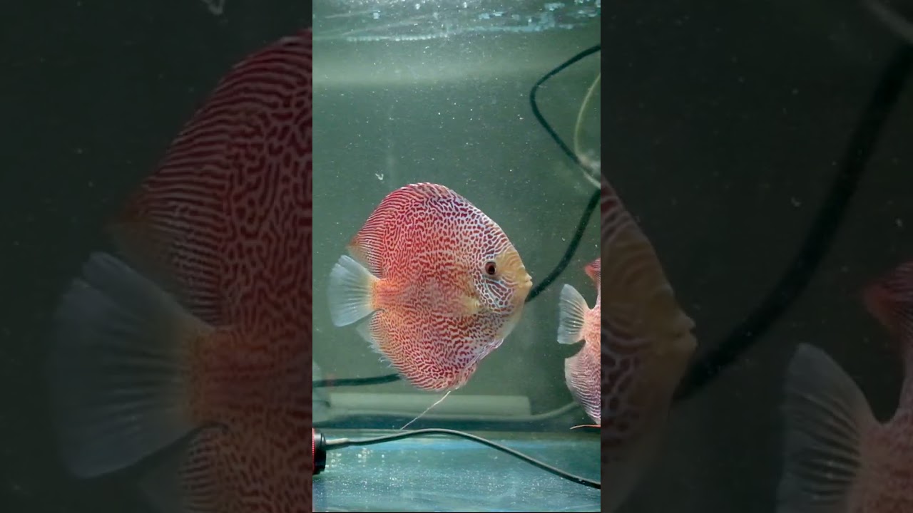 Amazing Royal Red Ruby Discus 