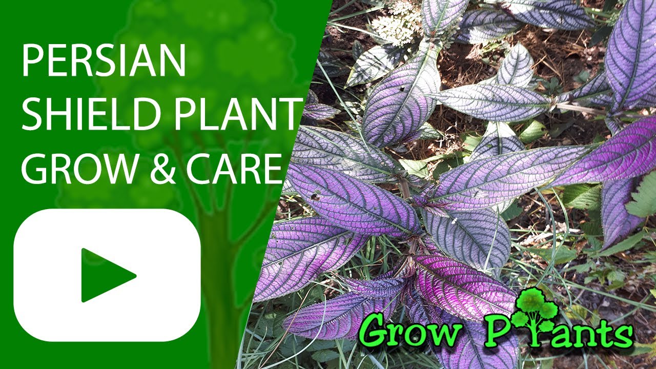 Persian shield plant - grow & care (Strobilanthes dyerianus)