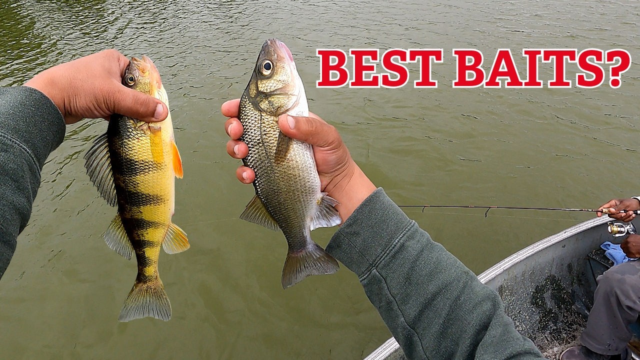 What Lure CATCHES More Fish? Berkley Gulp or 6th Sense Paddle tails!