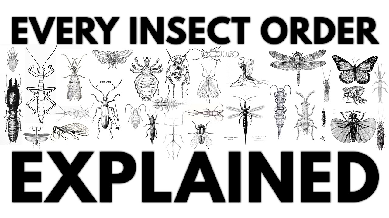 Every Insect Order Explained ASMR (rainy day-no music)