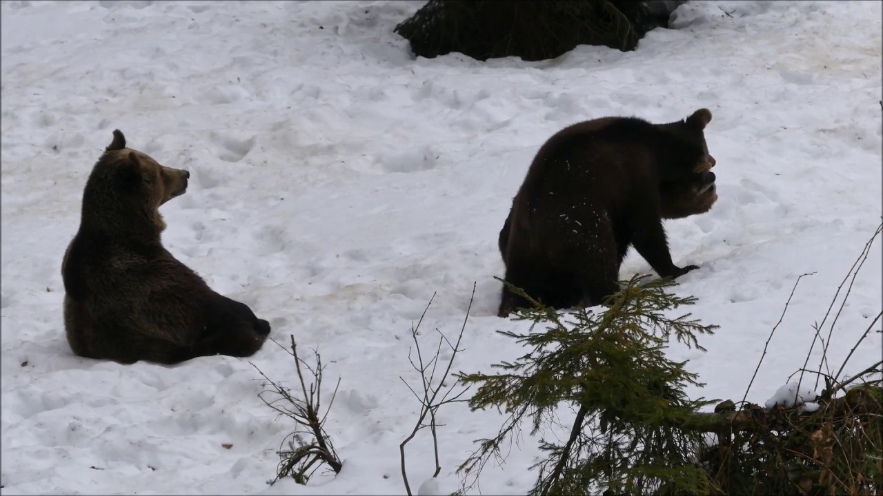 Bärennachwuchs im Tierfreigelände - 2017