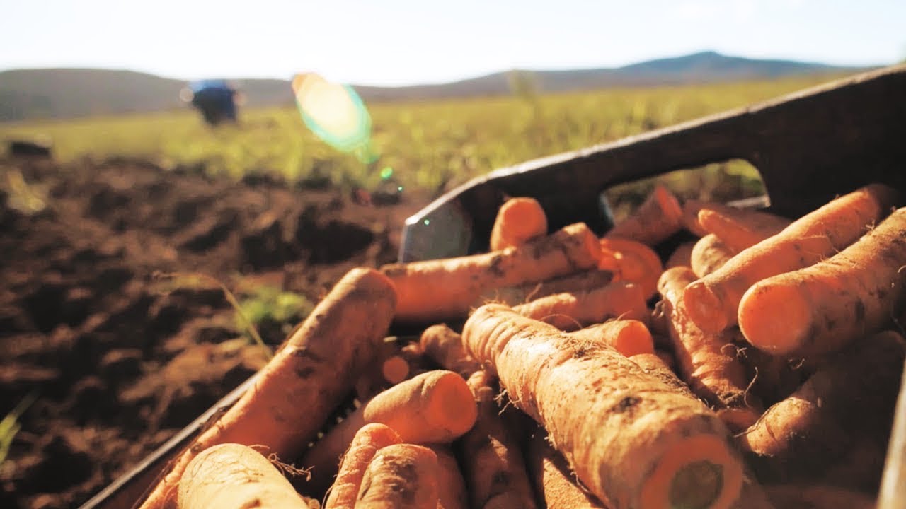 A South African sustainable carrot farming story
