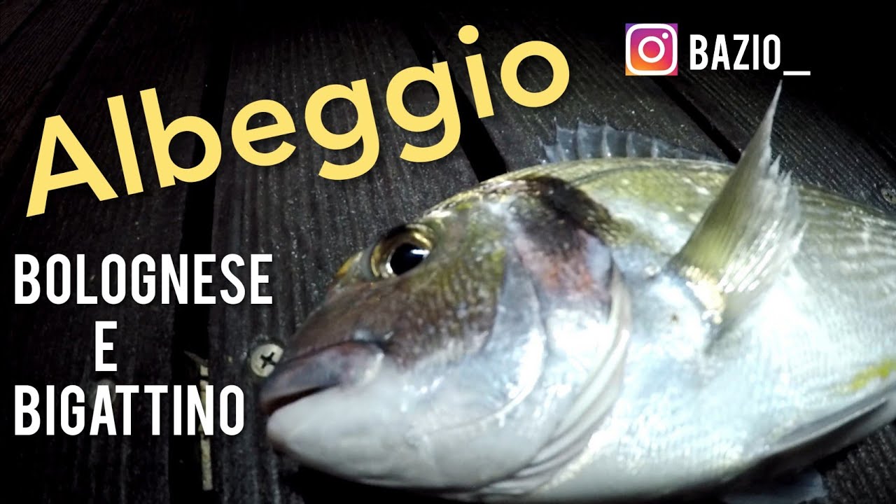 ALBEGGIO AL PORTO. Pesca a Bolognese all'Alba con Orata e Spigola.