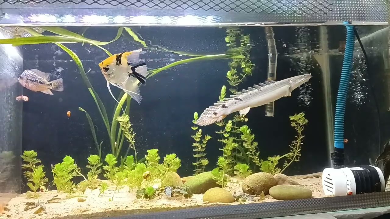 Planted Aquarium for monster fishes 
