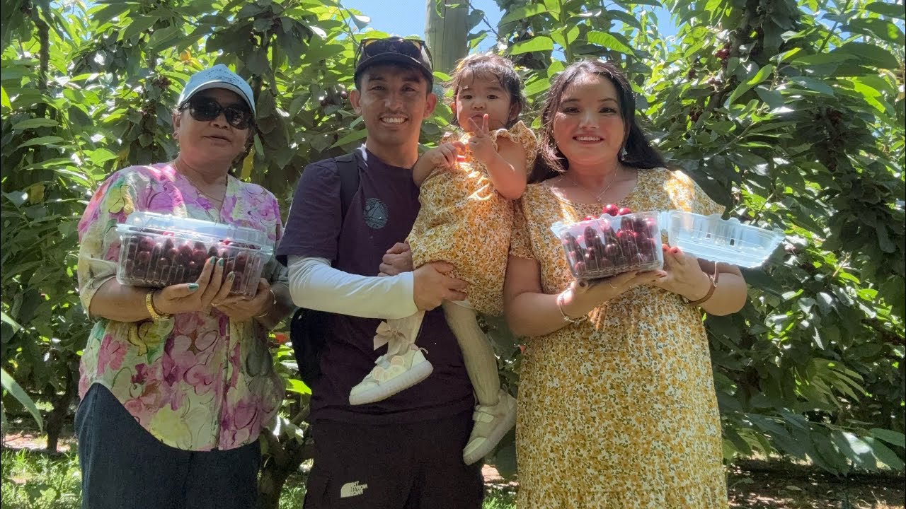 Cherry picking 🍒❤️ at Ballarat cherry farm, Victoria 🇦🇺 - 5th Feb, 2026 