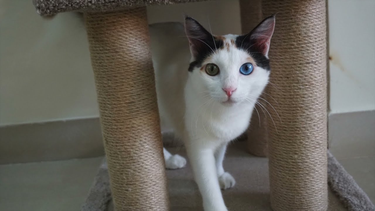 Cat Activity Tree by Amazon Basics | Unboxing & Assembly | Jigyasaing