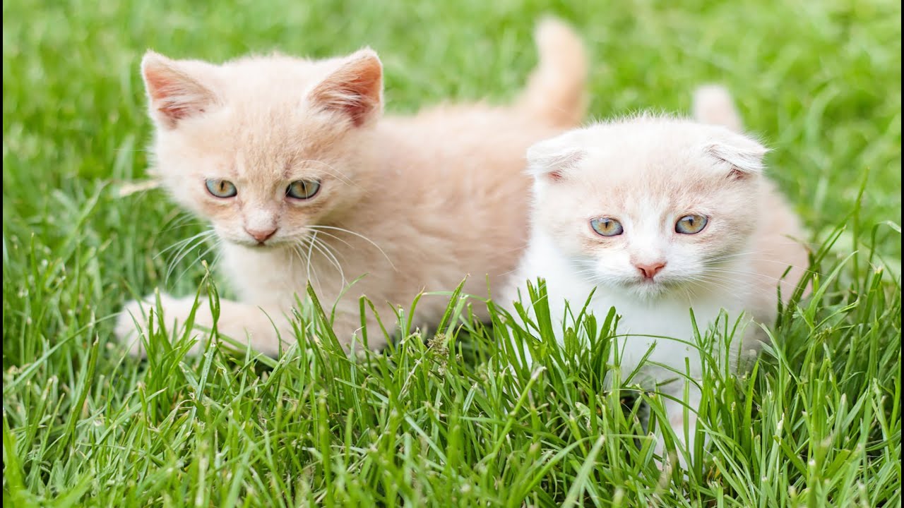 Playful Kittens on the Lawn with Fluffy Rabbits, Baby Dogs & Curious Calves – So Cute!