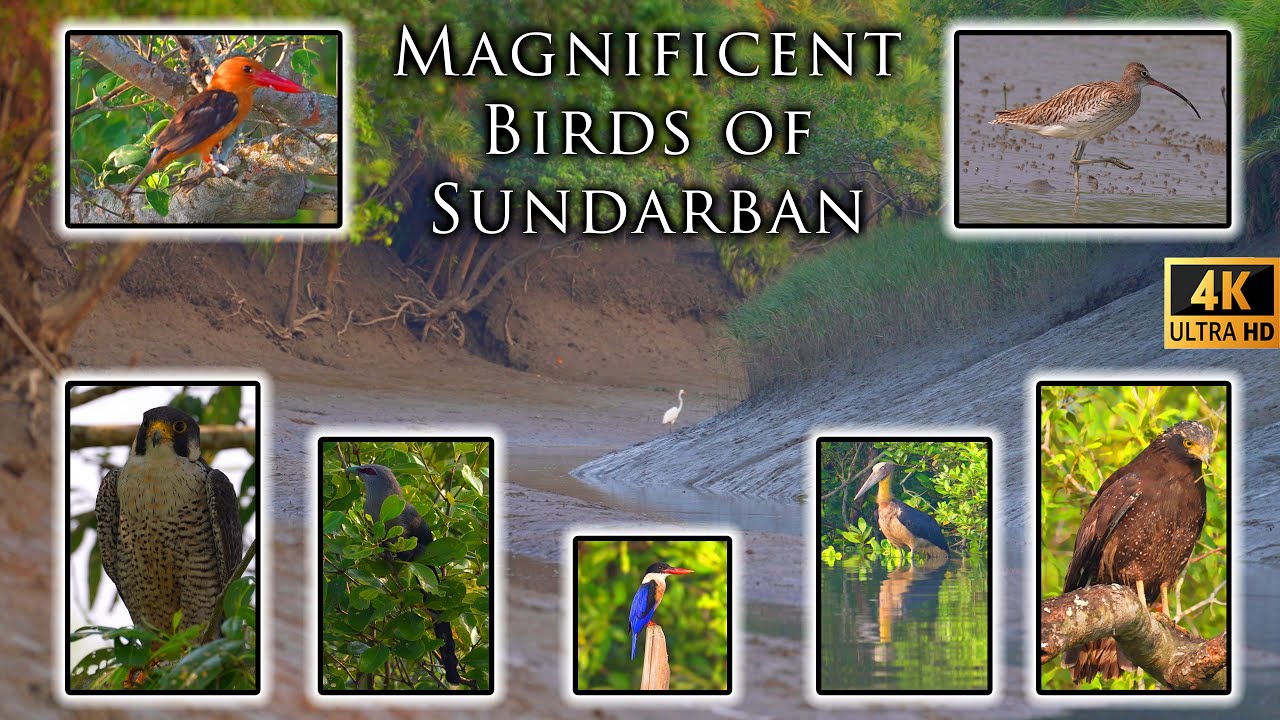 Sundarban bird watching | birds video | bird watching 4k video | Sundarban | Sundarban tour | birds