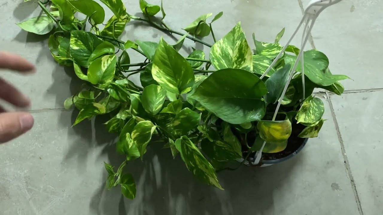 Come annaffiare il POTHOS: ogni quanto mettere acqua, e quanta metterne!