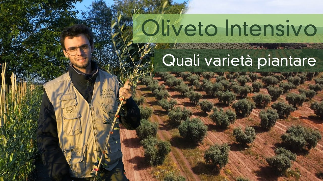 Oliveto intensivo: le varietà