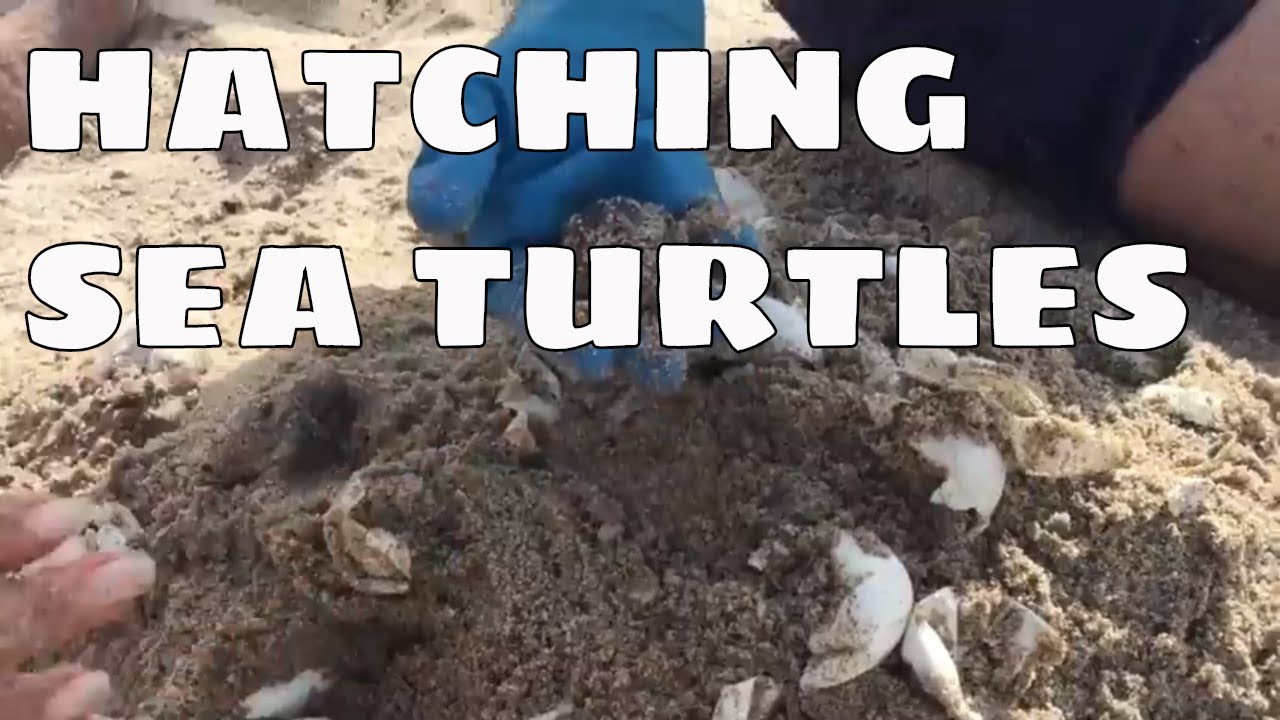 Loggerhead Turtles Hatching and Rescue |  loggerhead sea turtle |