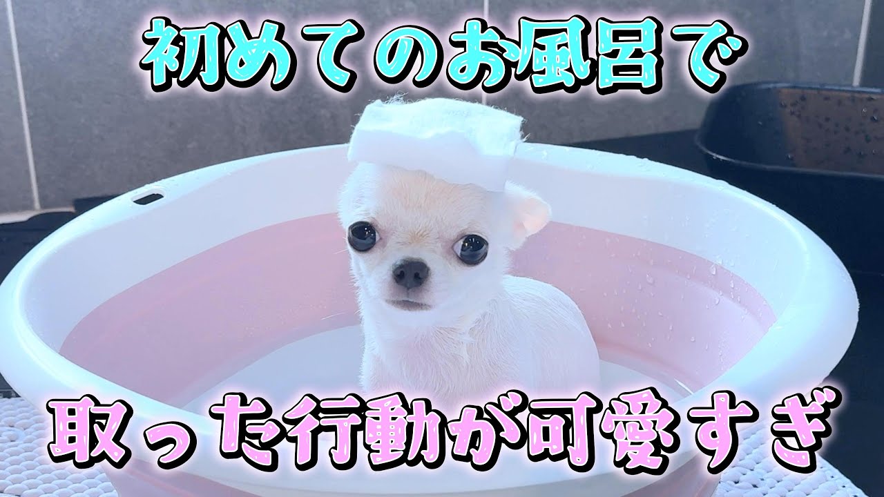 ドライヤーの風に驚いた子犬チワワが次の瞬間とった行動が可愛すぎました💛