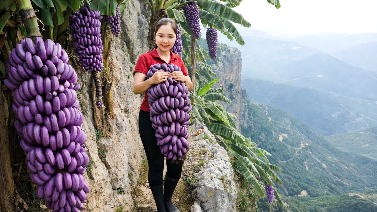 Harvesting GIANT Purple Bananas on a Cliff | Rare & Dangerous Banana Harvest