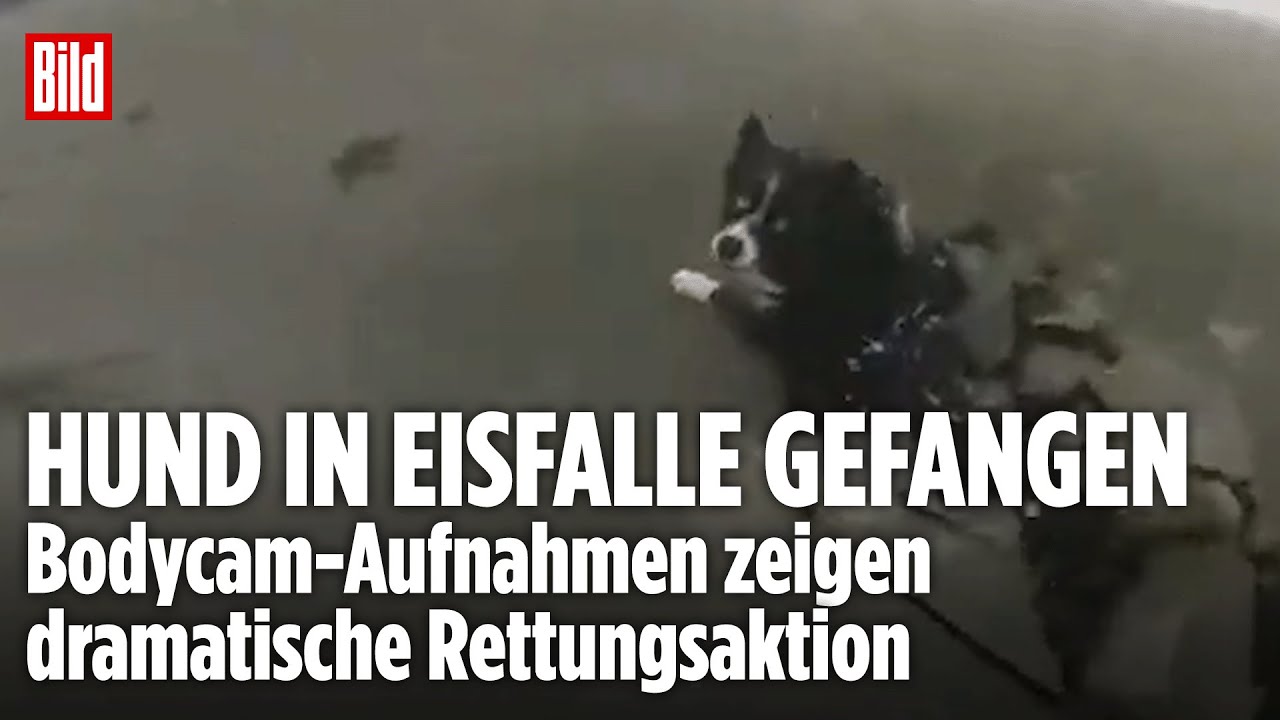 HUND AUS EISFALLE GERETTET: Polizei in Pennsylvania rettet Vierbeiner in letzter Sekunde