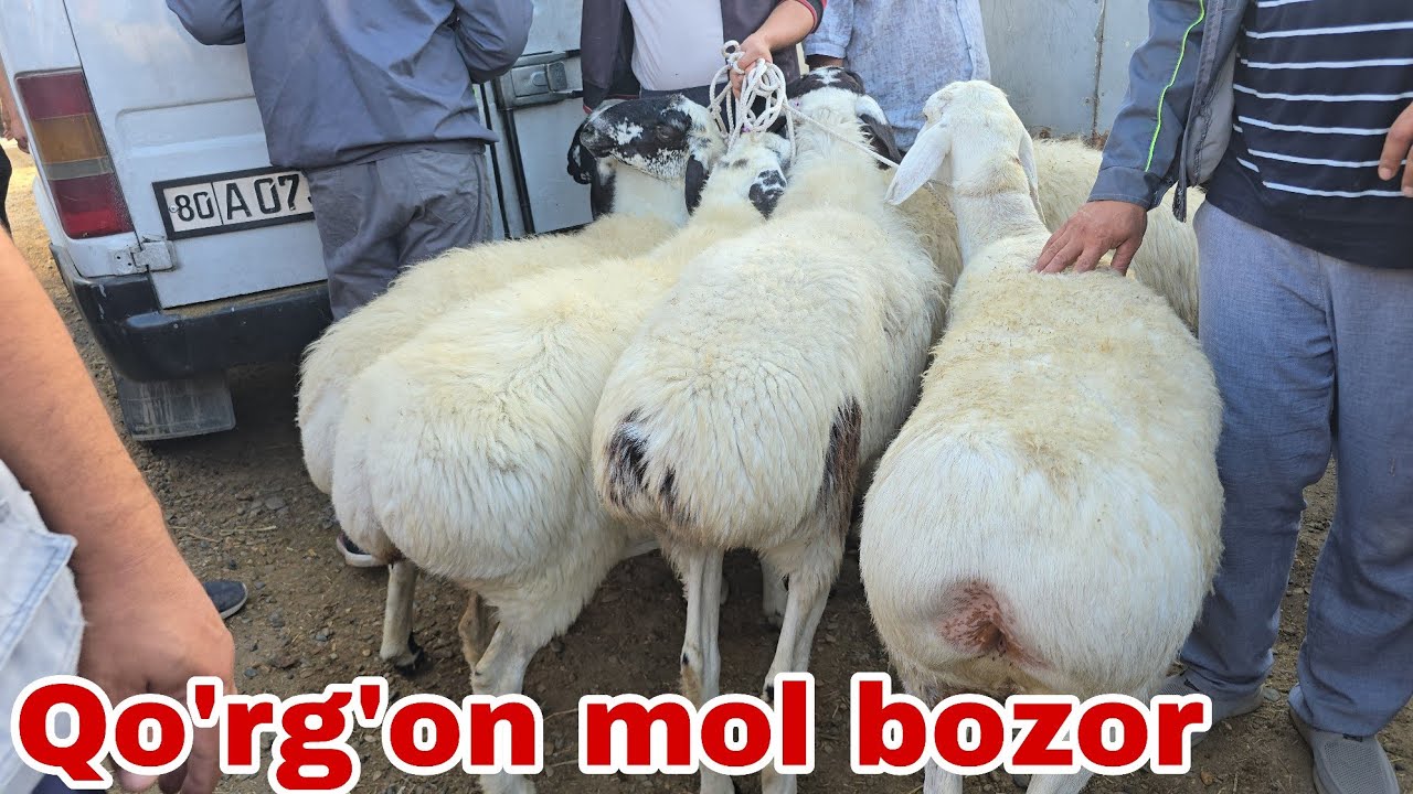 Romitan qo'rgon mol bozori qo'y va echkilar narxlari августа 2025 г.