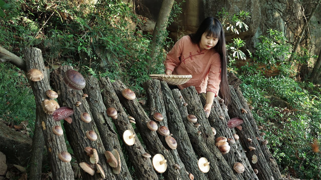 【二米炊烟】Mushroom 3年前種在山里的蘑菇，沒想到還能長這麼多