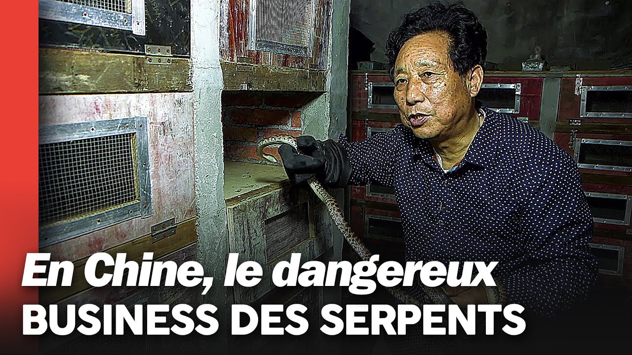 Snake King, ce chinois qui se fait 10 millions d'€ avec la médecine des serpents